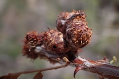 Tanaostigmodes howardii