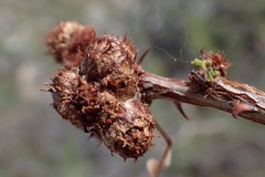 Tanaostigmodes howardii