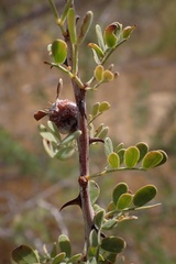 Tanaostigmodes howardii