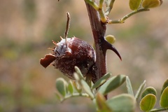 Tanaostigmodes howardii
