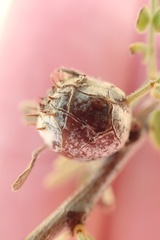 Tanaostigmodes howardii