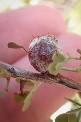 Tanaostigmodes howardii