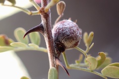 Tanaostigmodes howardii