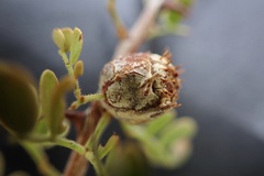 Tanaostigmodes howardii