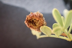 Tanaostigmodes howardii