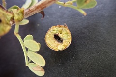 Tanaostigmodes howardii