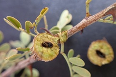 Tanaostigmodes howardii