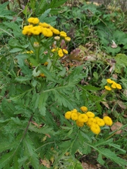 Tanacetum vulgare