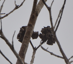 Arillastrum gummiferum