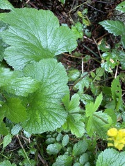 Geum macrophyllum