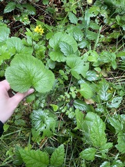 Geum macrophyllum
