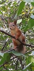 Sciurus vulgaris