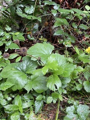 Geum macrophyllum