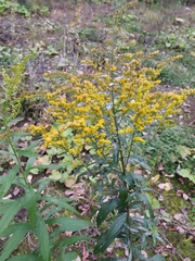 Solidago canadensis