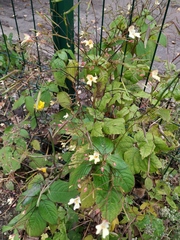 Impatiens parviflora