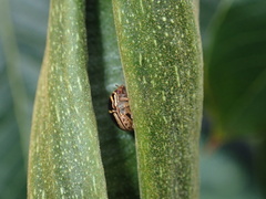 Coptosoma xanthogramma