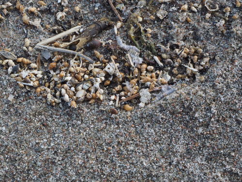 Laver Spire-shell, Södertälje SO, Sverige, photo 8 of 10