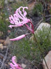 Nerine humilis