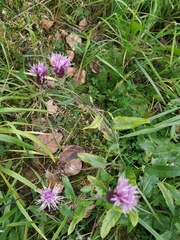 Cirsium arvense