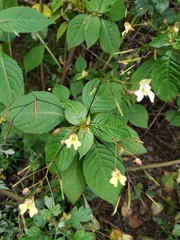 Impatiens parviflora