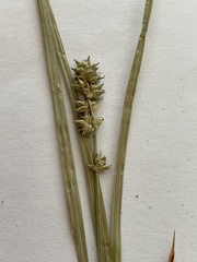 Carex muricata