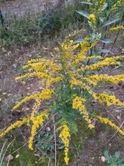 Solidago canadensis