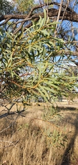 Acacia decora