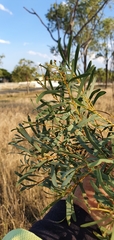 Acacia decora