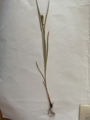 Carex muricata