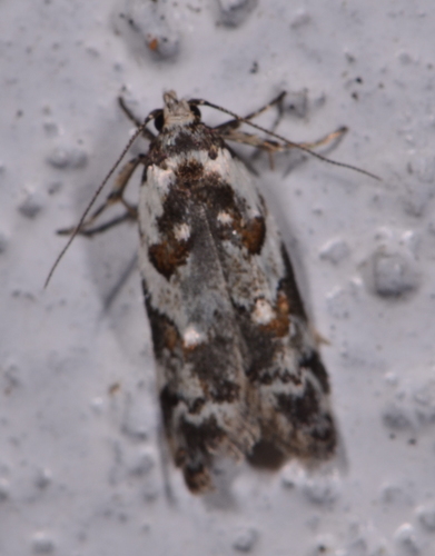 Trachypepla galaxias Meyrick, 1884