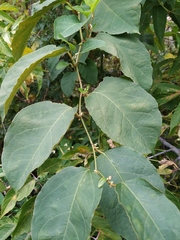 Reynoutria × bohemica
