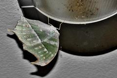 Protogoniomorpha parhassus