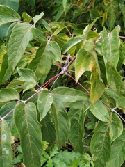 Acer negundo
