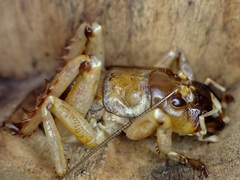 Hemideina ricta