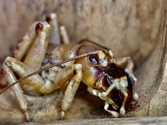 Hemideina ricta