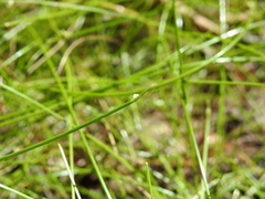 Isolepis inundata