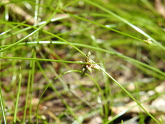 Isolepis inundata