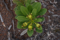 Xanthostemon