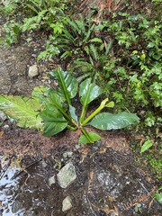 Lysichiton americanus