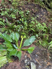 Lysichiton americanus