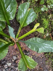 Lysichiton americanus