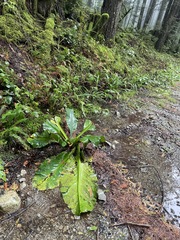 Lysichiton americanus