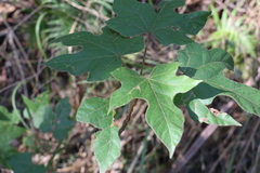 Brachychiton discolor