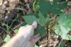 Brachychiton discolor