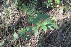 Brachychiton discolor