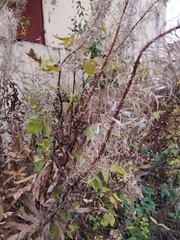 Chamaenerion angustifolium