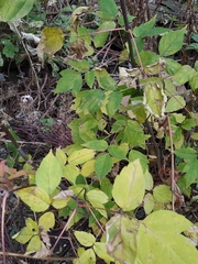 Acer negundo