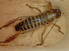 Hemideina ricta