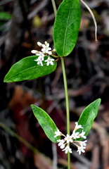 Leichhardtia suaveolens