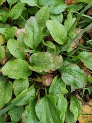 Plantago major
